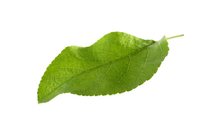 Photo of Green leaf of apple tree isolated on white