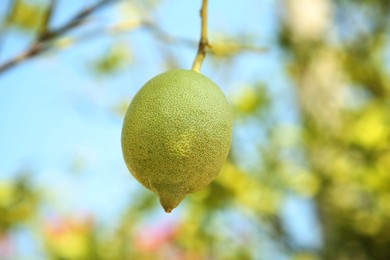 Unripe lemon growing outdoors, closeup. Citrus fruit