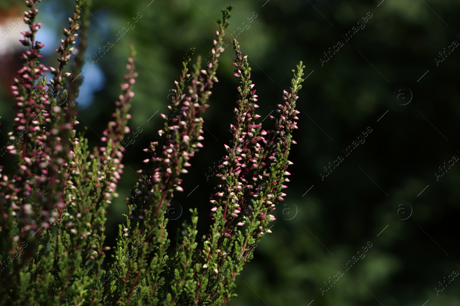 Photo of Heather shrub with beautiful flowers growing outdoors, closeup. Space for text