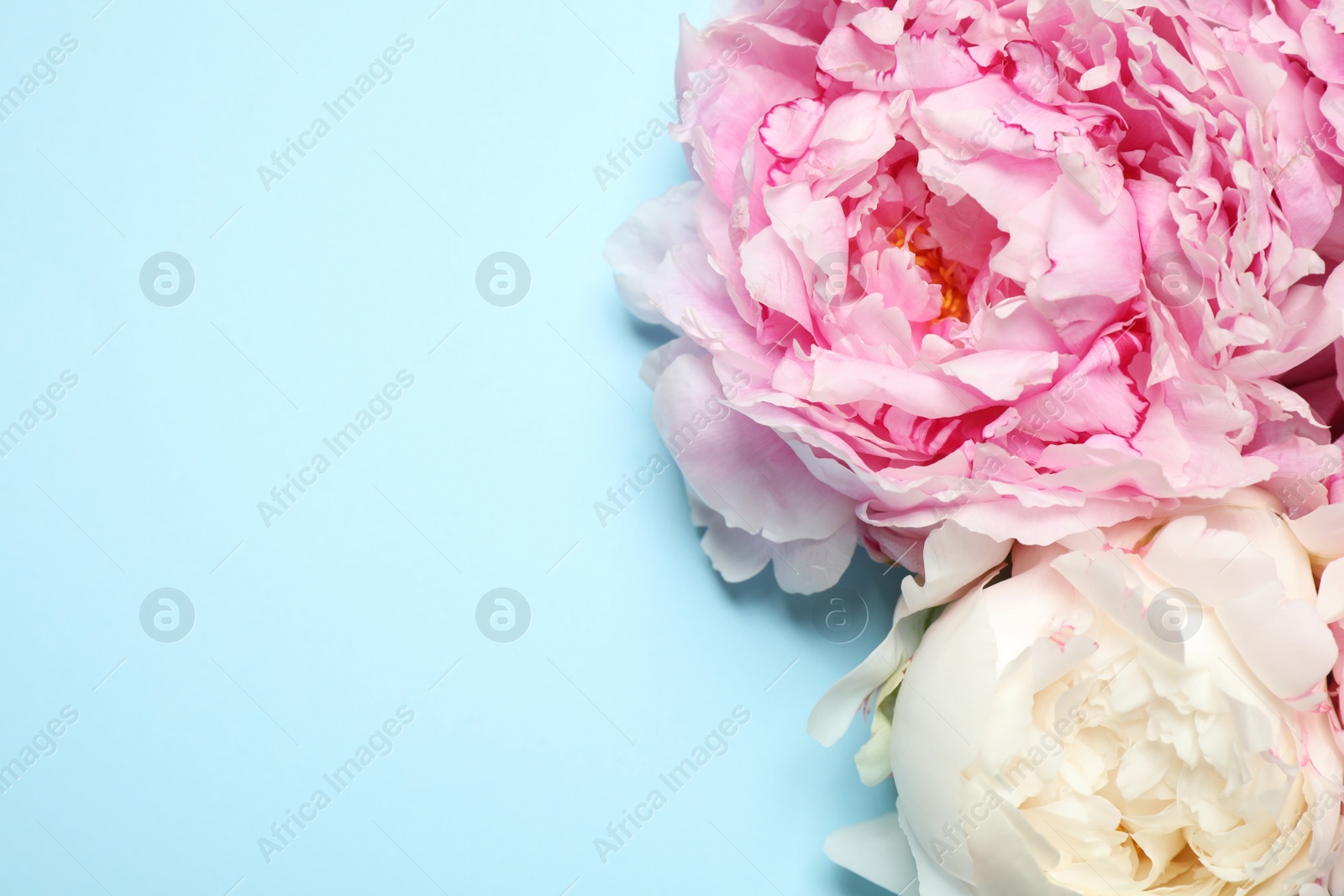 Photo of Beautiful fresh peonies on light blue background, flat lay. Space for text