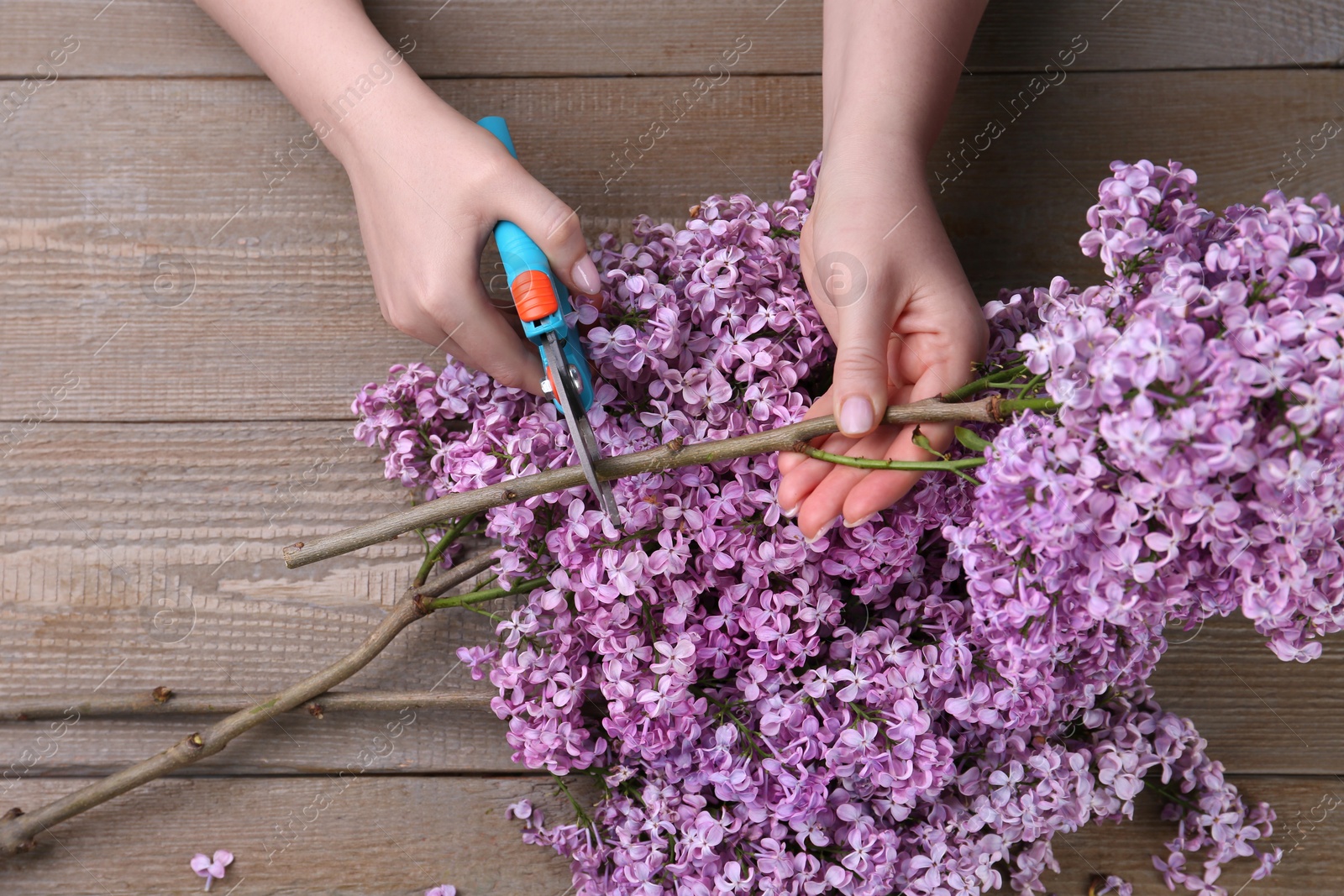 Photo of Woman trimming lilac branches with secateurs at wooden table, top view