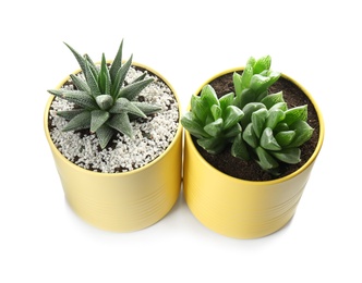 Beautiful succulent plants in painted tin cans isolated on white. Home decor