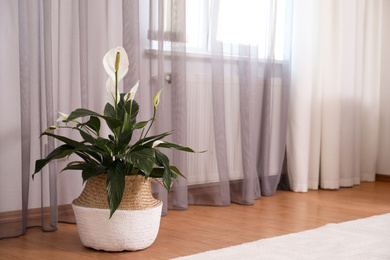 Photo of Beautiful peace lily in wicker pot near window indoors. Interior design idea