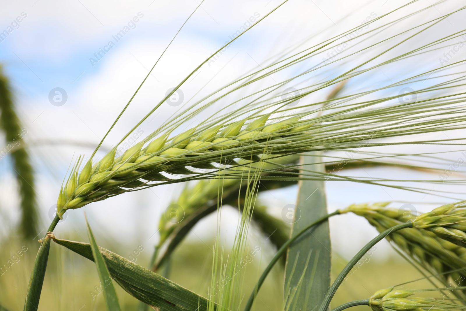 Photo of Closeup view of agricultural field with ripening cereal crop