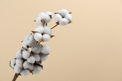 Beautiful cotton branch with fluffy flowers on beige background, space for text