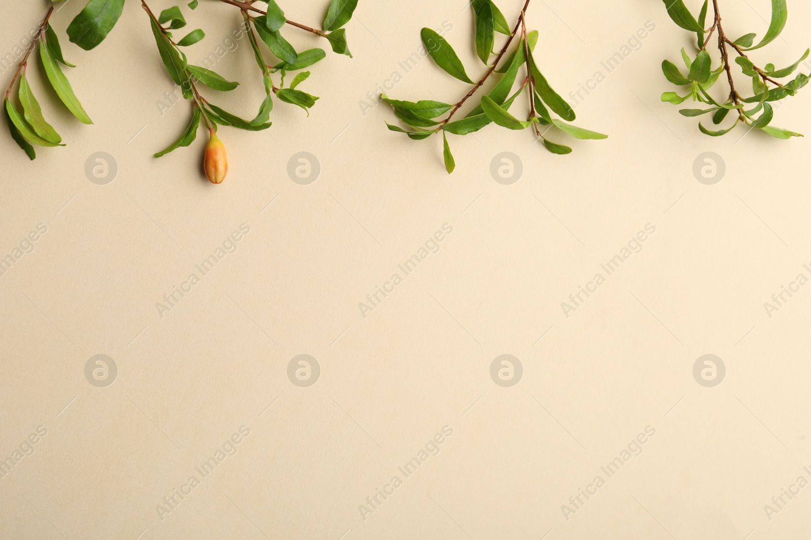 Photo of Pomegranate branches with green leaves and bud on beige background, flat lay. Space for text