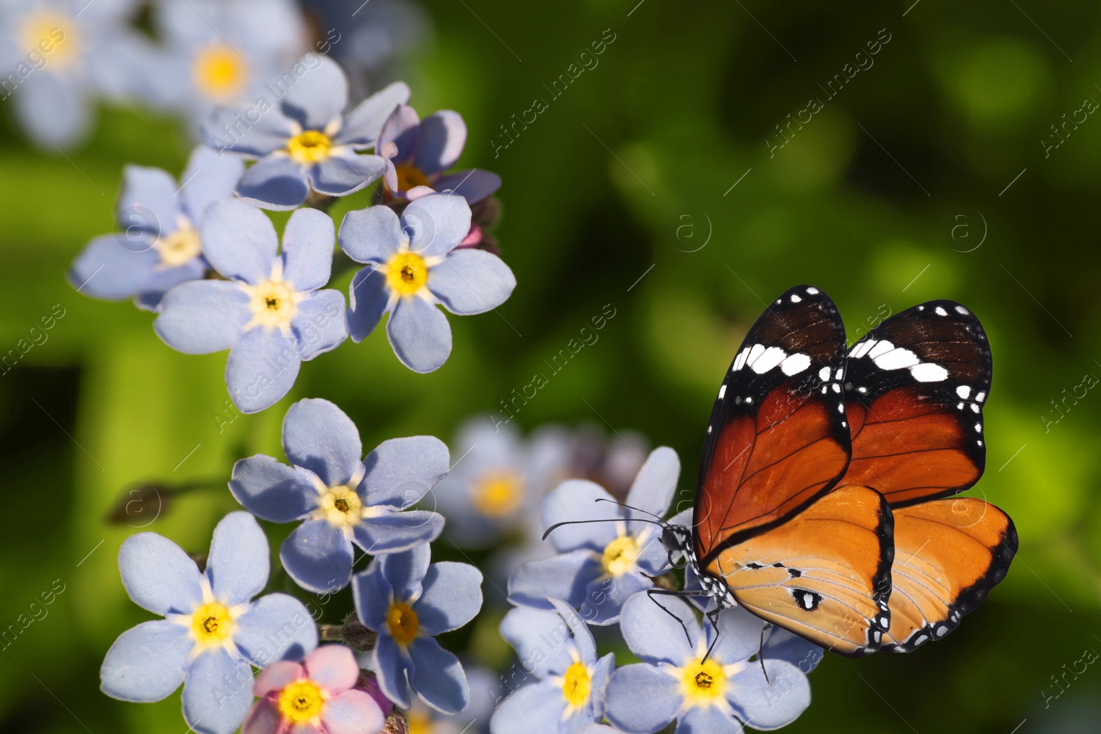 Image of Beautiful butterfly on forget-me-not flower in garden, closeup