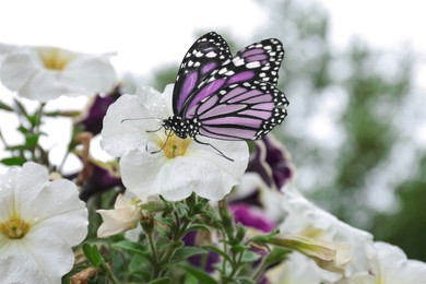 Image of Beautiful flowers with morning dew and butterfly in garden, closeup view