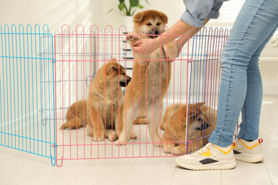 Photo of Woman near playpen with Akita Inu puppies indoors. Baby animals