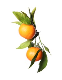 Fresh tangerines with green leaves isolated on white