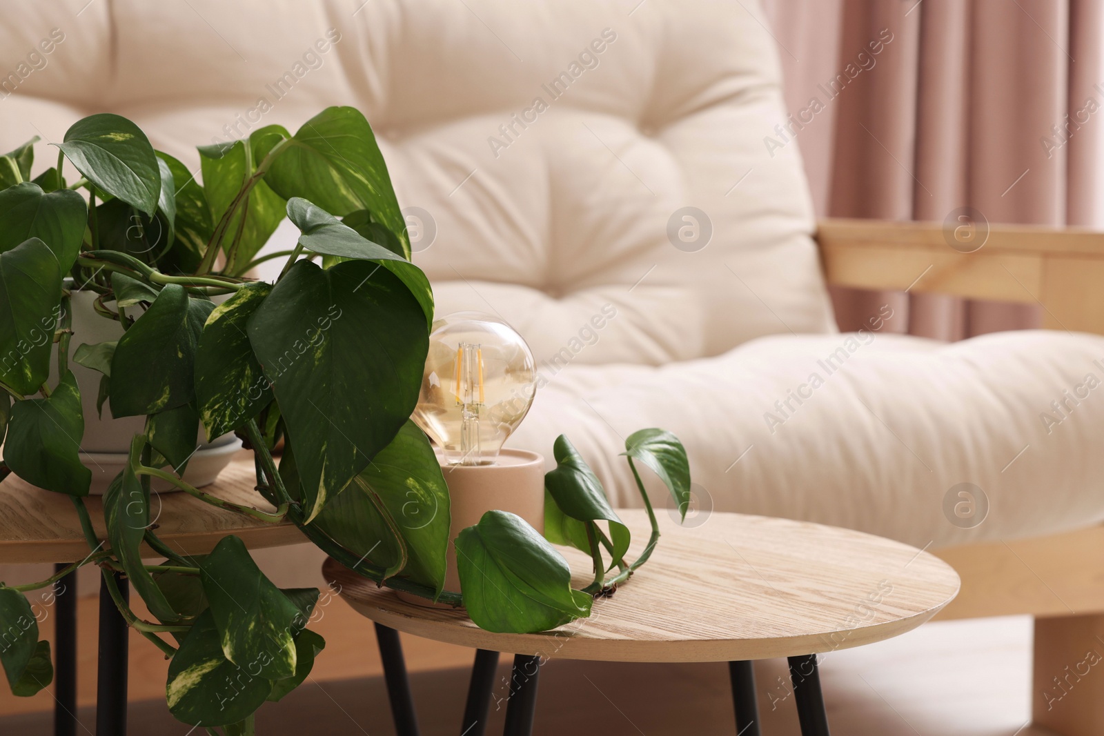 Photo of Comfortable sofa and houseplant on coffee table indoors. Interior design