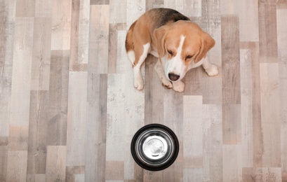 Photo of Cute Beagle dog sitting on floor near bowl, top view