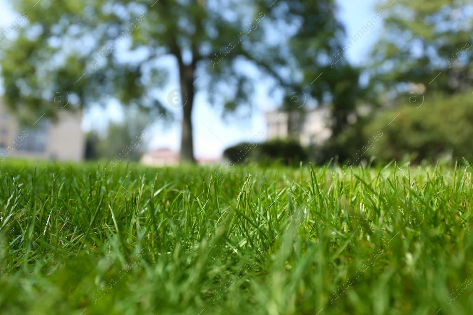 Photo of Green lawn with fresh grass outdoors, closeup