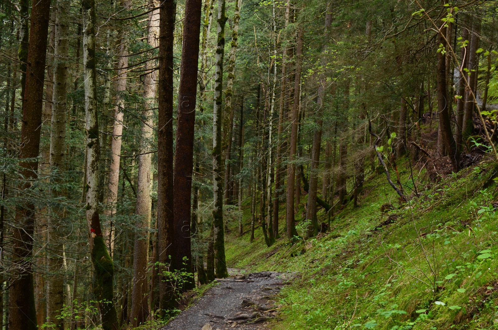 Photo of Beautiful view of pathway among green tall trees in forest