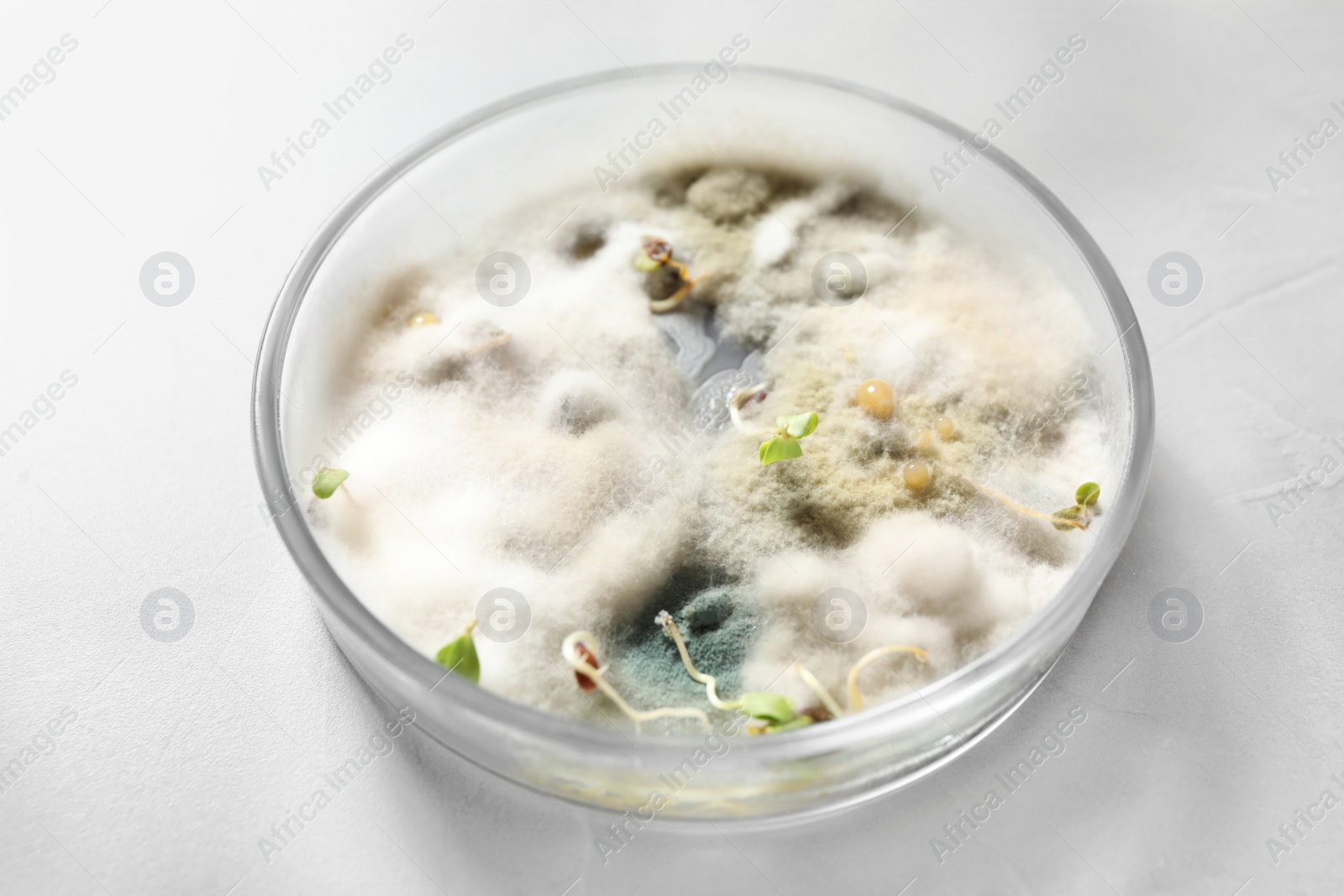 Photo of Germination and energy analysis of oat seeds in Petri dish on light table. Laboratory research