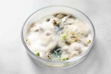 Photo of Germination and energy analysis of oat seeds in Petri dish on light table. Laboratory research