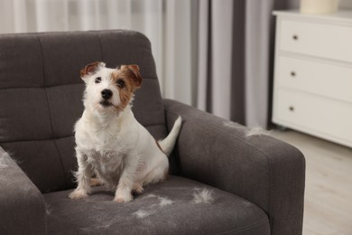Photo of Cute dog sitting on armchair with pet hair at home