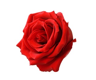 Beautiful fresh red rose isolated on white