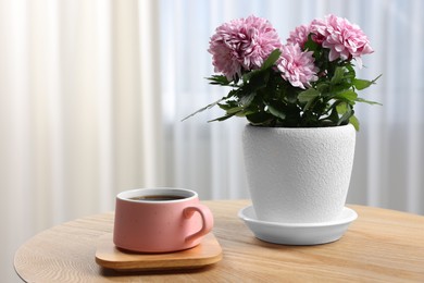 Photo of Beautiful chrysanthemum flowers in pot and cup of drink on wooden table indoors