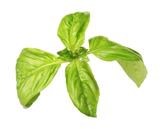 Fresh green basil leaves isolated on white