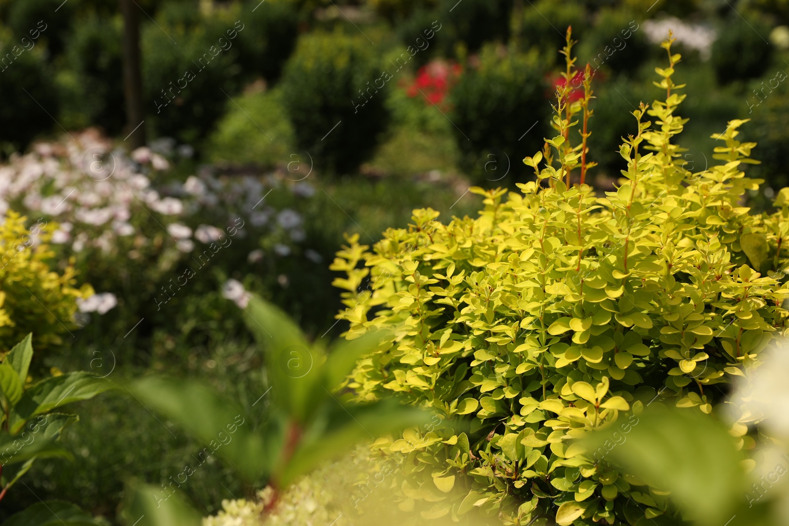 Photo of Barberry shrub growing outdoors, space for text. Gardening and landscaping