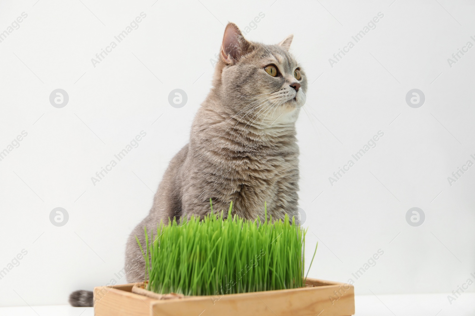 Photo of Cute cat and potted green grass on white background