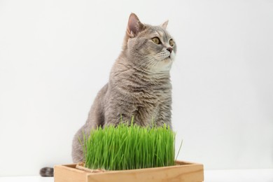 Cute cat and potted green grass on white background