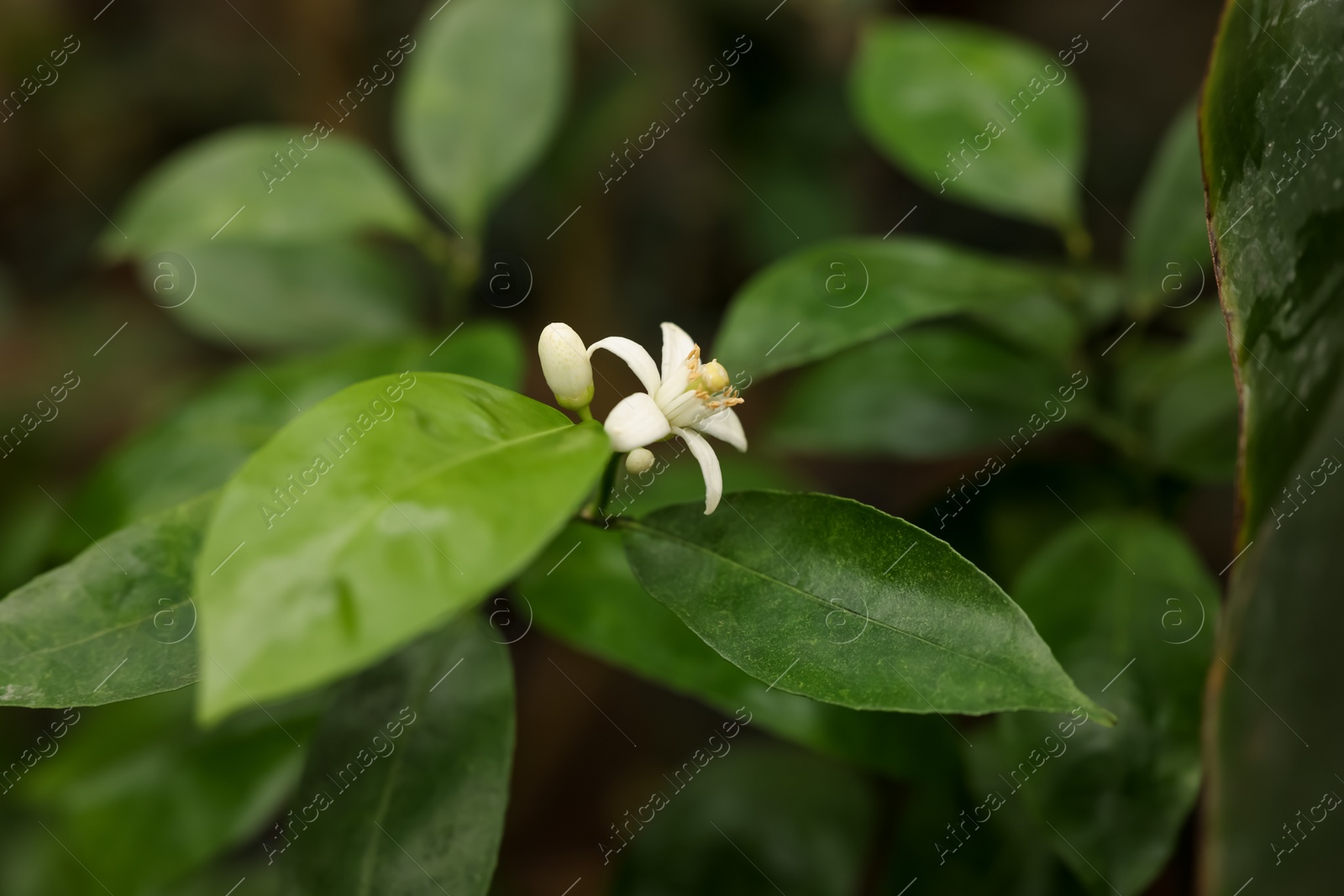 Photo of Blossoming tangerine tree in greenhouse, closeup view