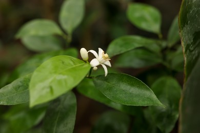 Photo of Blossoming tangerine tree in greenhouse, closeup view