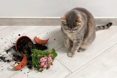 Photo of Cute cat and broken flower pot with cineraria plant on floor indoors