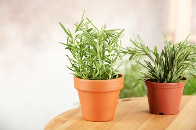 Photo of Pots with fresh rosemary on table against color background