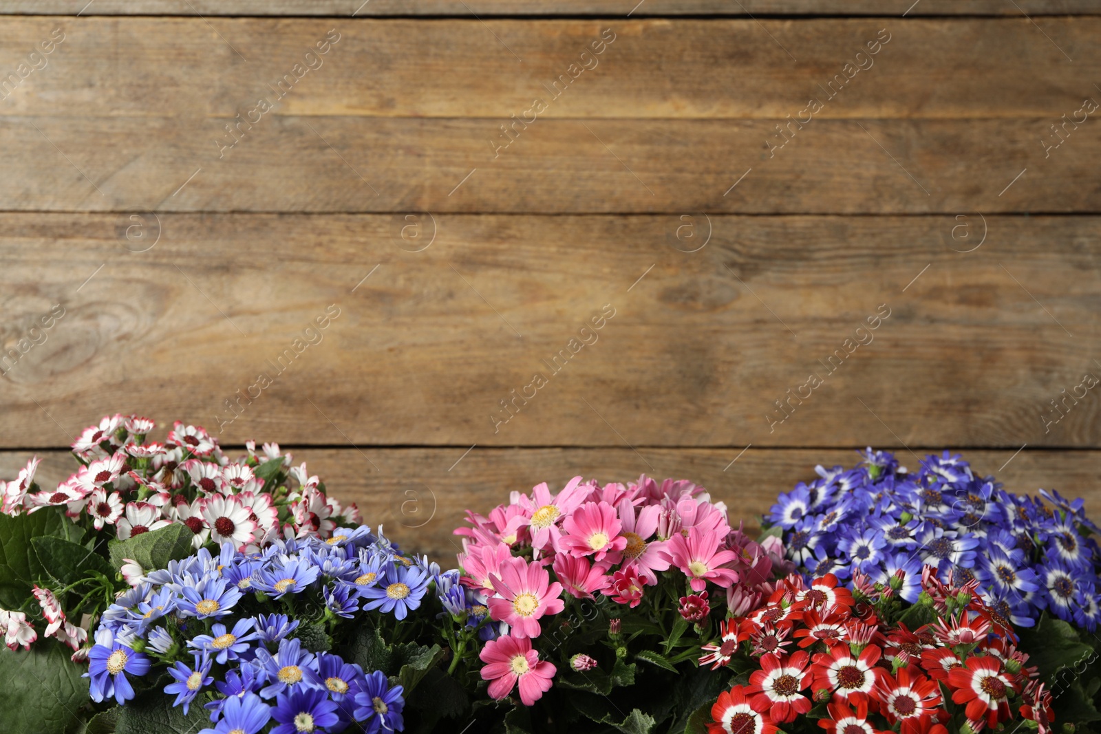 Photo of Beautiful cineraria flowers on wooden background. Space for text