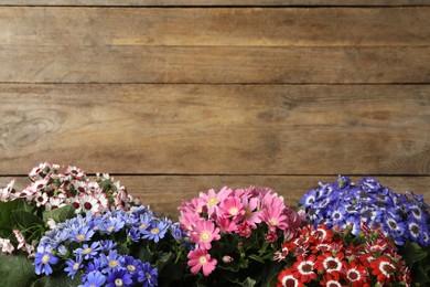 Beautiful cineraria flowers on wooden background. Space for text