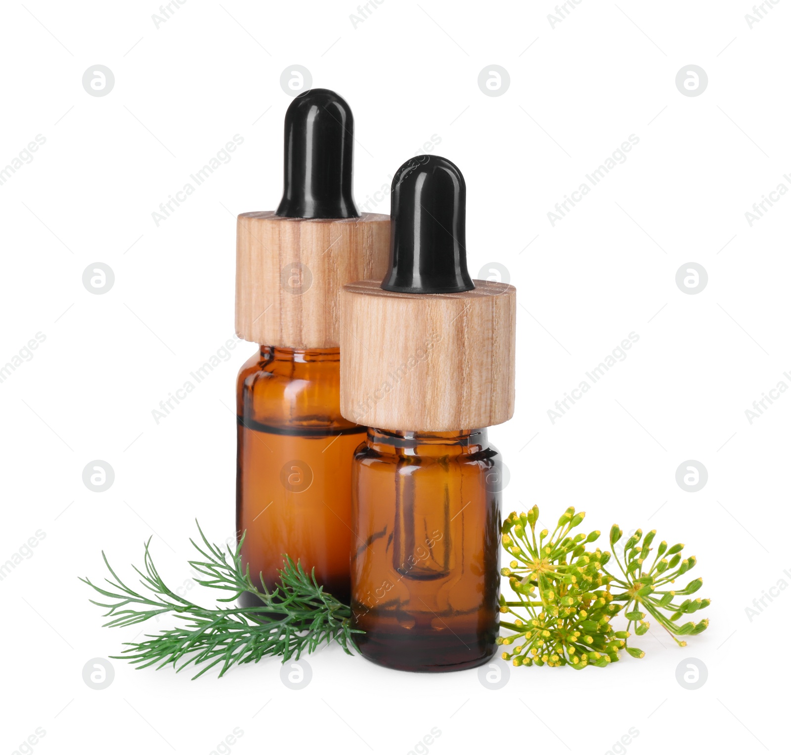 Photo of Bottles of essential oil and fresh dill isolated on white