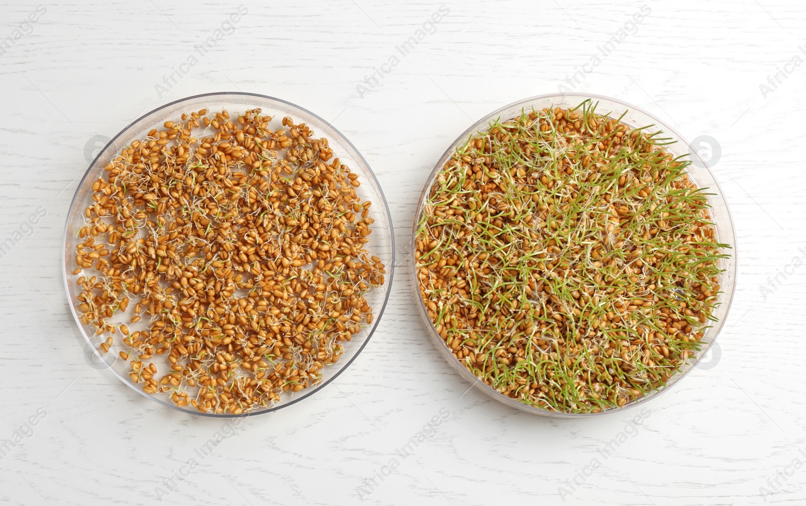 Photo of Flat lay composition with growing wheat grass on table