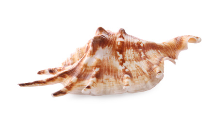 Beautiful exotic sea shell isolated on white