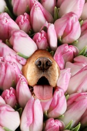 Image of Adorable Cocker Spaniel surrounded by beautiful tulips. Spring mood