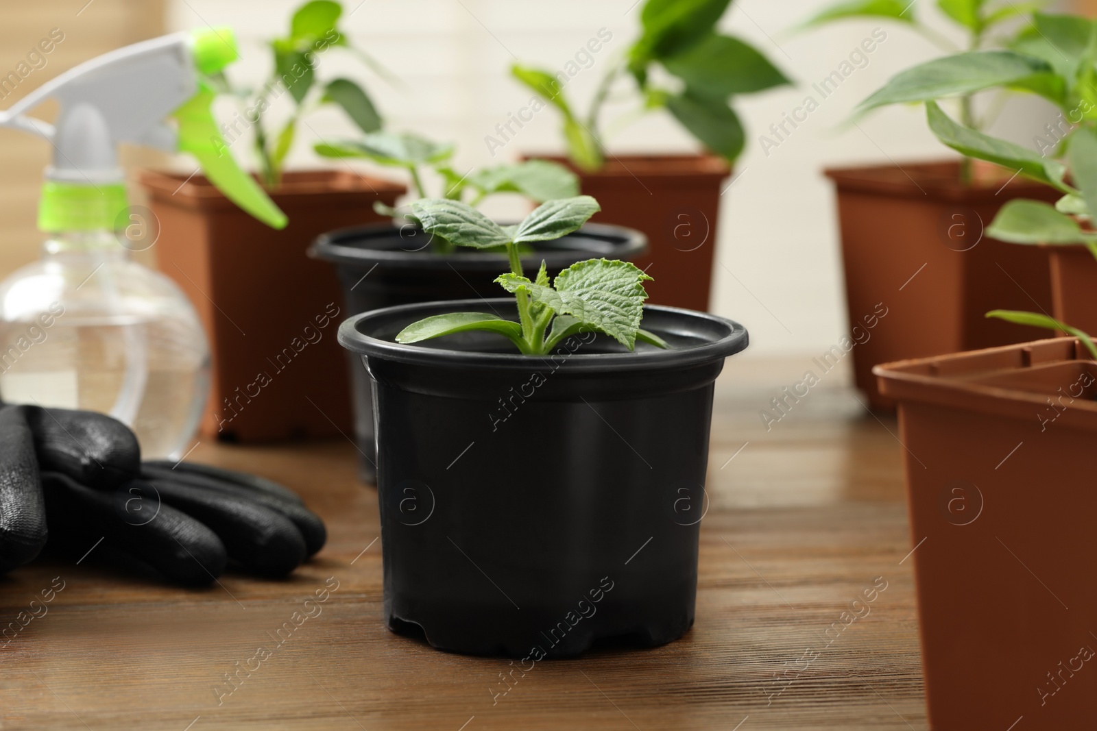 Photo of Seedlings growing in plastic containers with soil, gardening gloves and spray bottle on wooden table, closeup