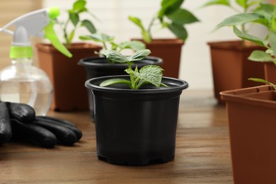 Photo of Seedlings growing in plastic containers with soil, gardening gloves and spray bottle on wooden table, closeup