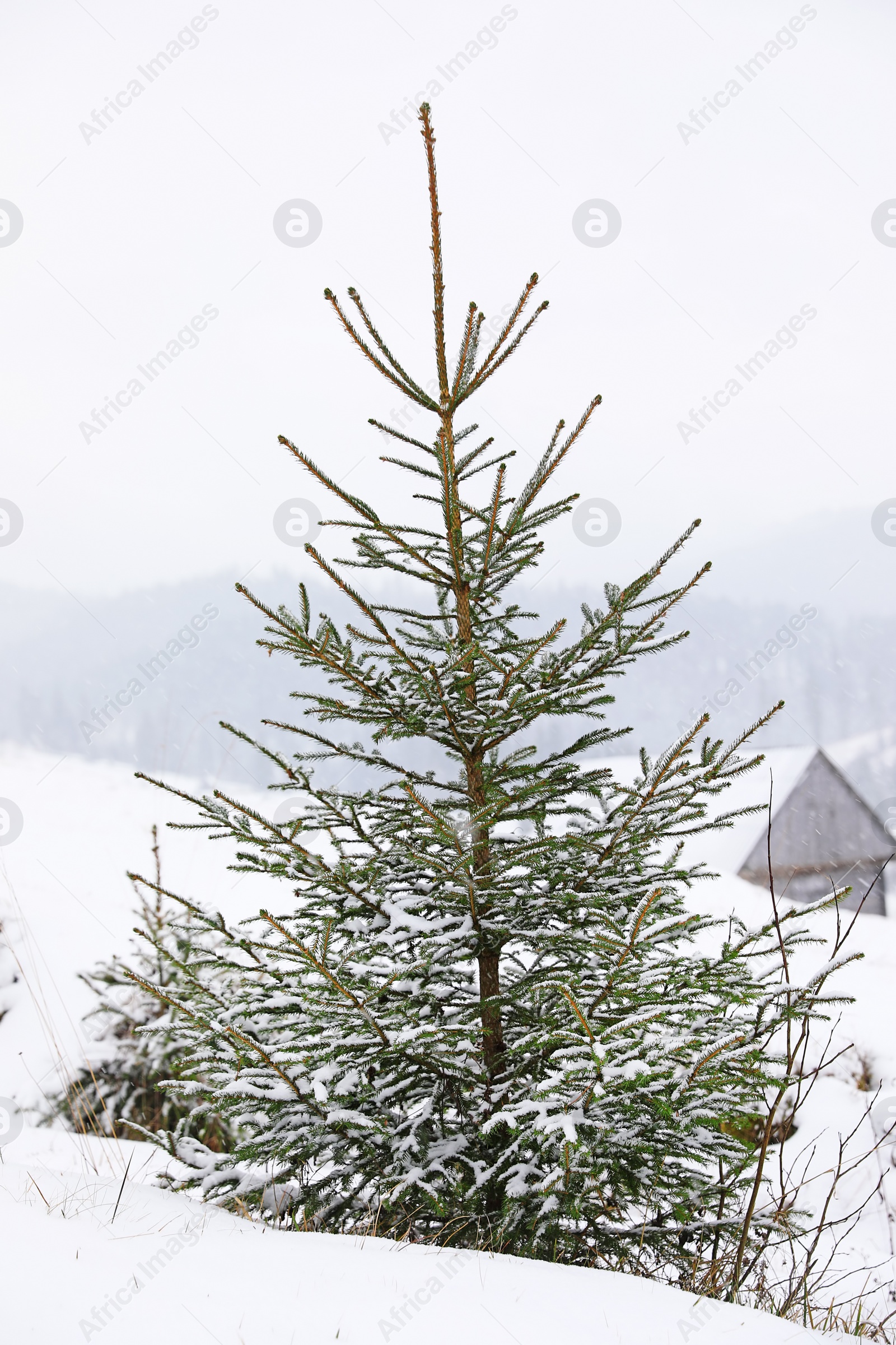 Photo of Beautiful view of fir tree covered with snow outdoors. Winter landscape