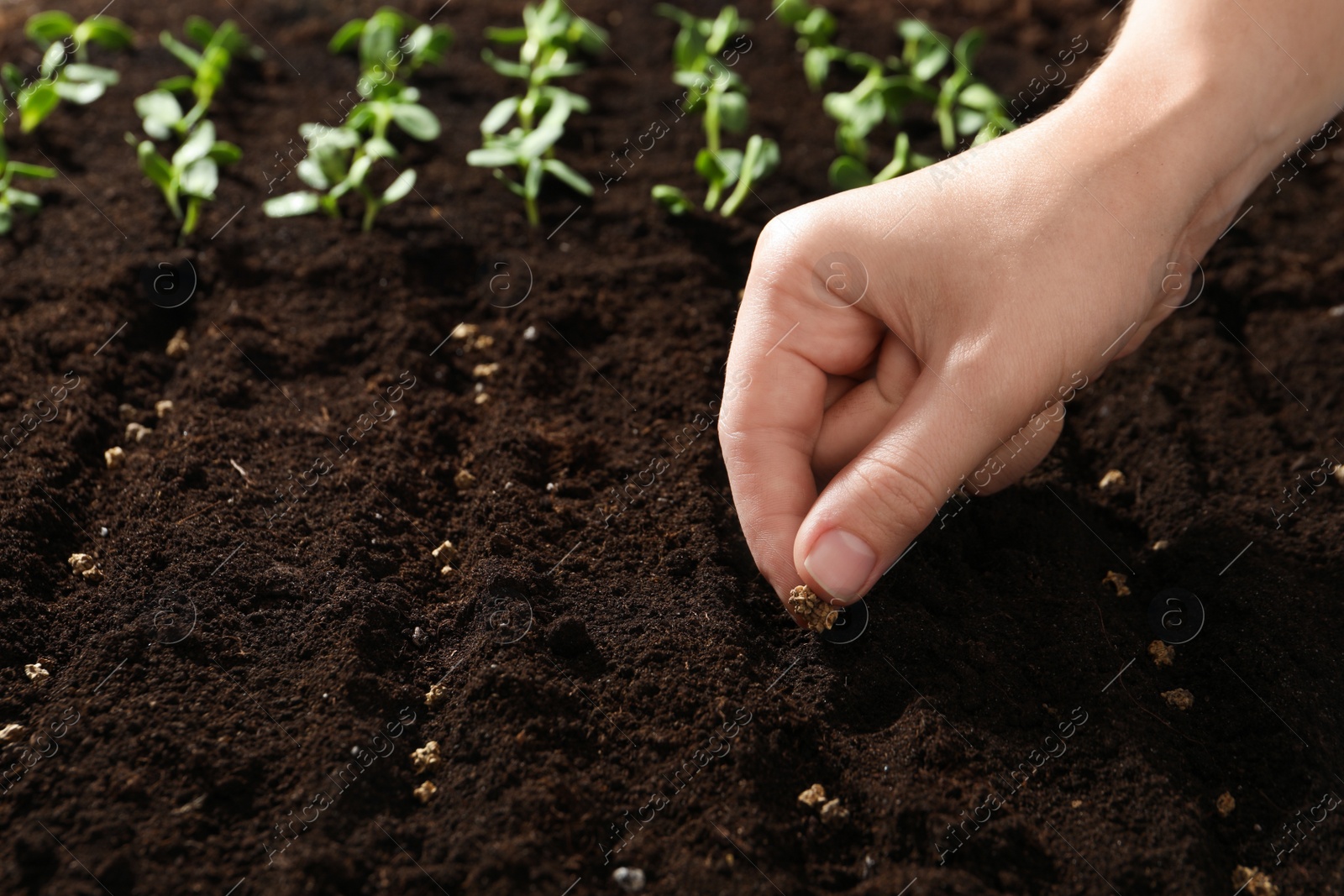 Photo of Woman planting beet seeds into fertile soil, space for text. Vegetables growing