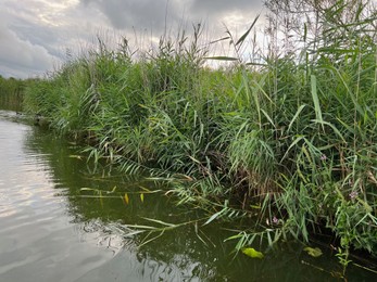 Photo of Picturesque view of river reeds and cloudy sky