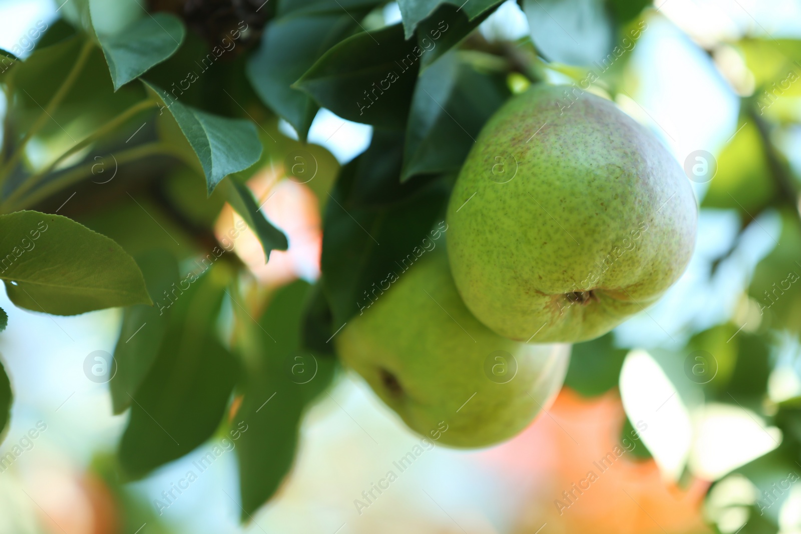 Photo of Branch of tree with pears and foliage in garden