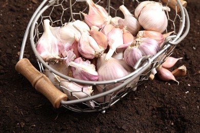 Photo of Heads and cloves of garlic in metal basket on fertile soil, closeup. Vegetable planting