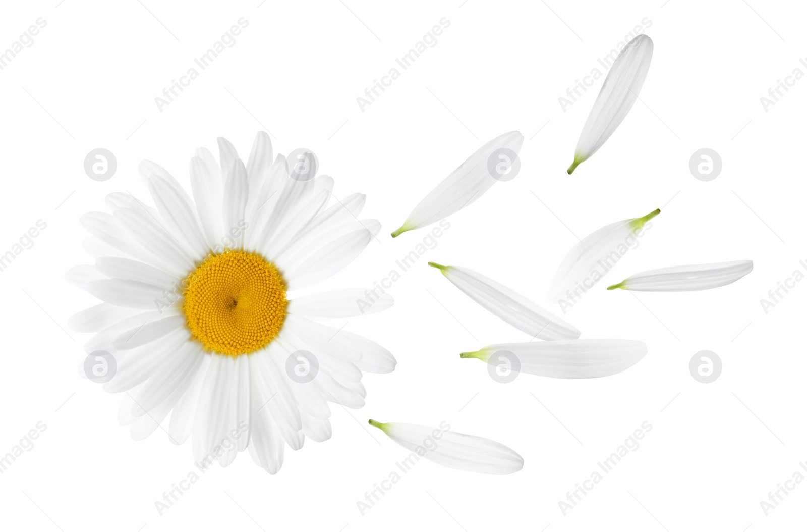 Image of Chamomile flower with flying petals on white background