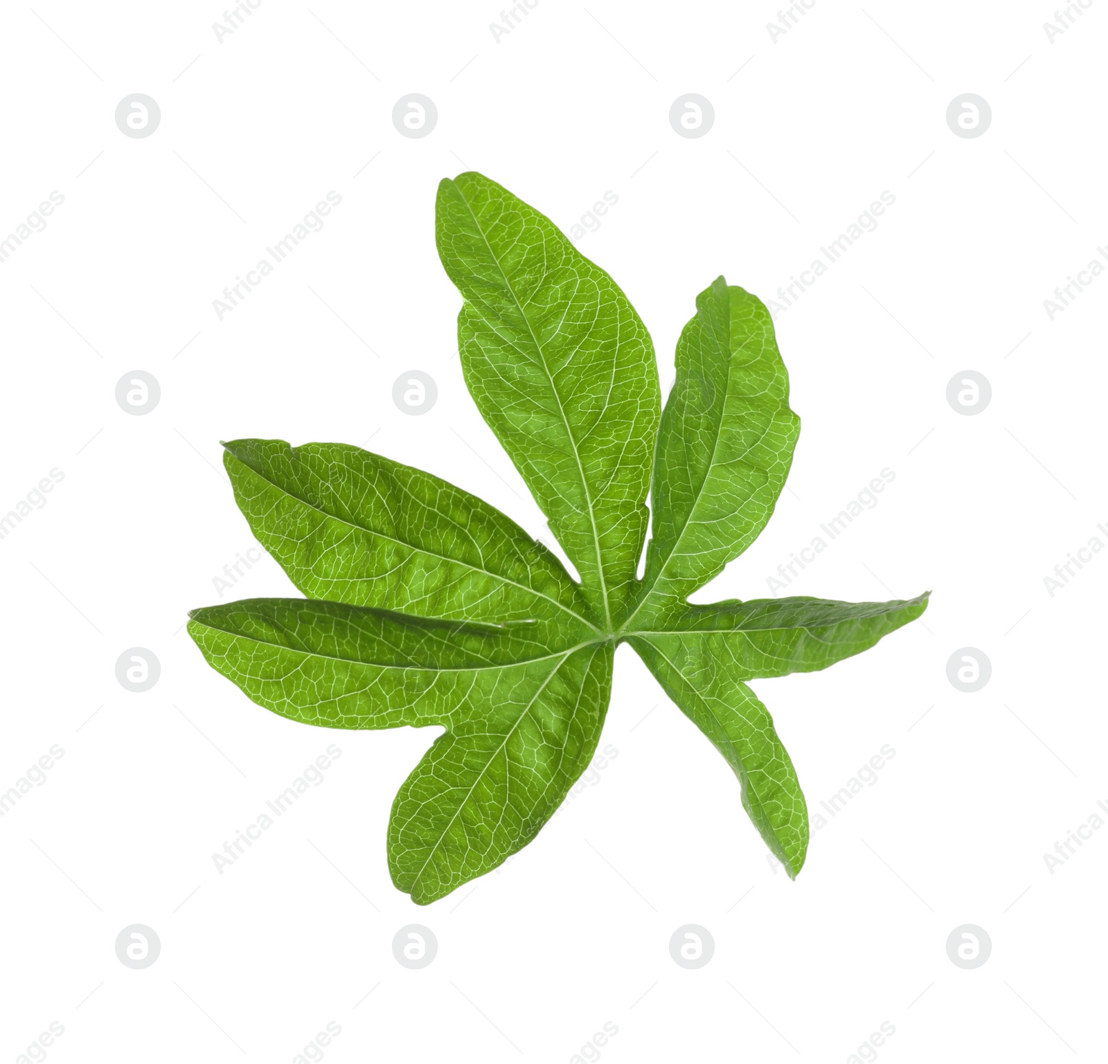 Photo of Passiflora leaf isolated on white. Passion fruit plant