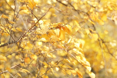 Photo of Twigs with bright leaves outdoors. Autumn sunny day