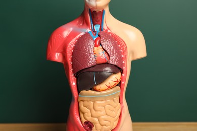 Photo of Human anatomy mannequin showing internal organs near chalkboard