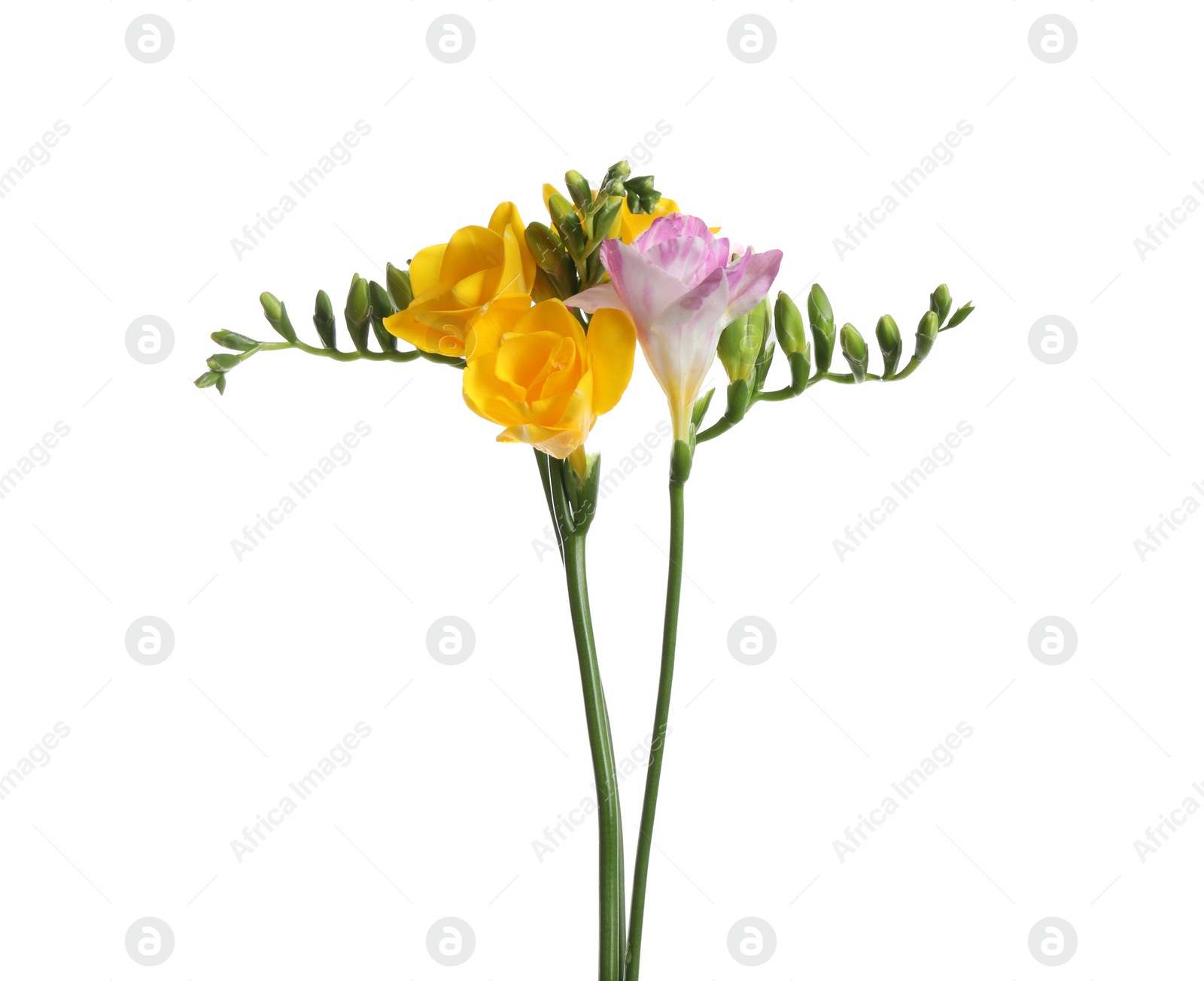 Photo of Beautiful colorful freesia flowers on white background