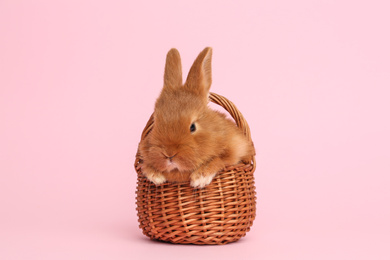 Photo of Adorable fluffy bunny in wicker basket on pink background. Easter symbol